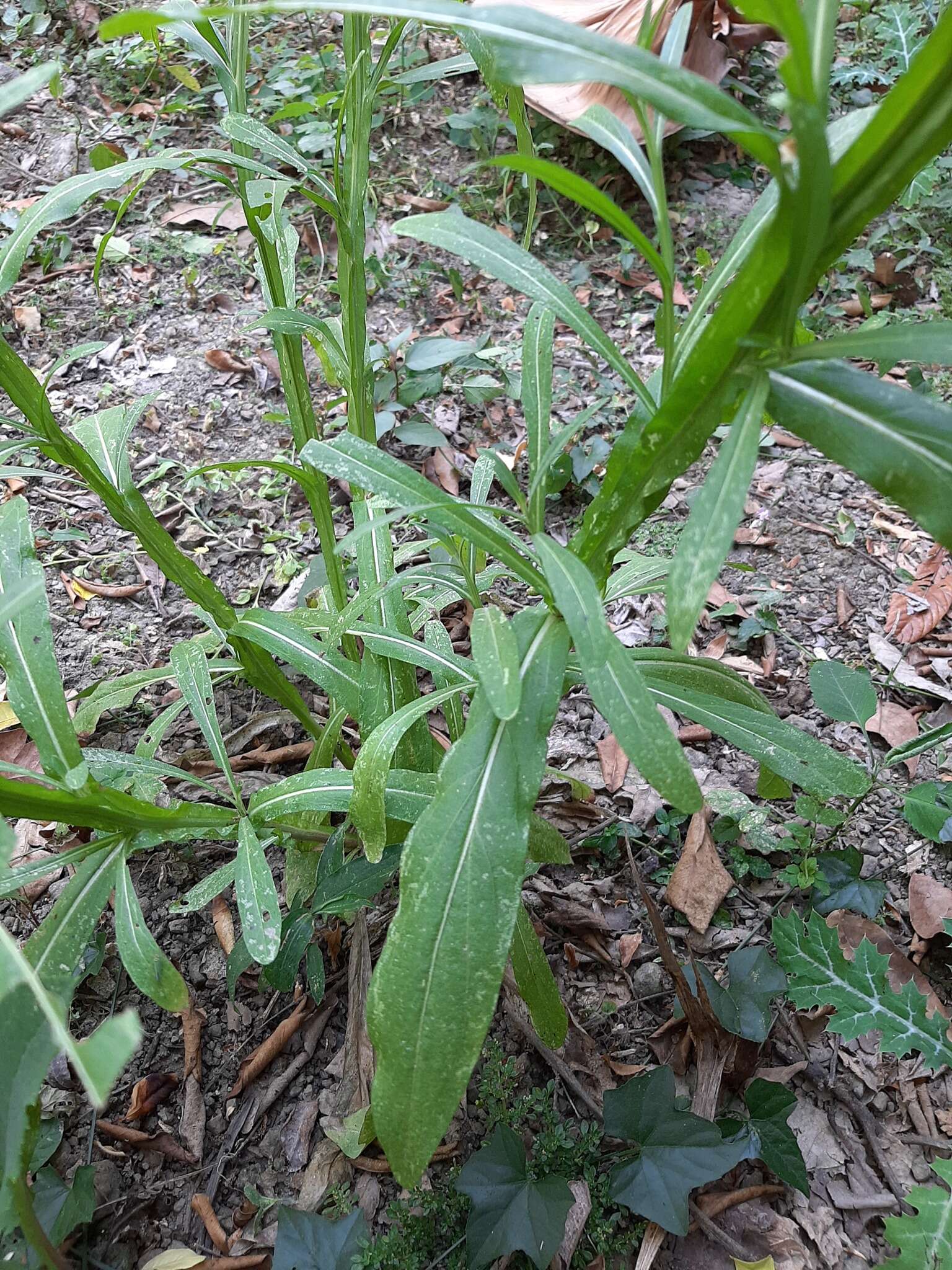 Image of longdisk sneezeweed