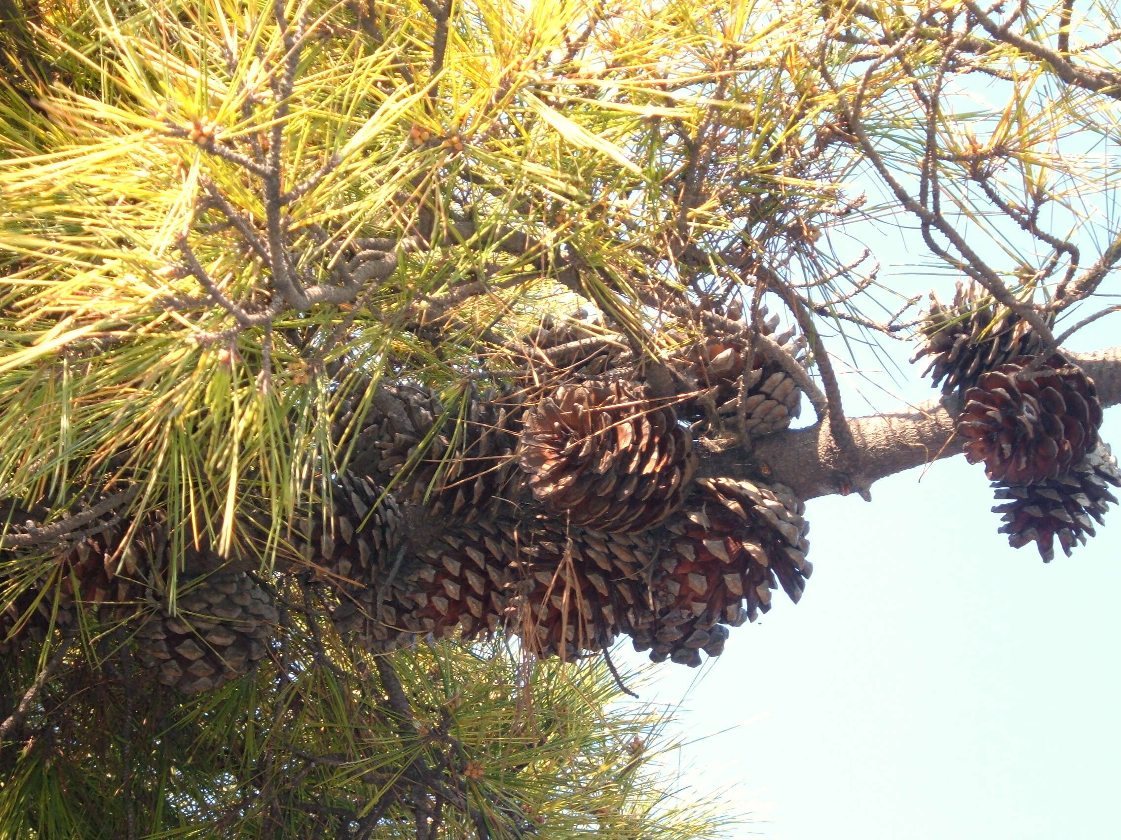 Imagem de Pinus radiata D. Don