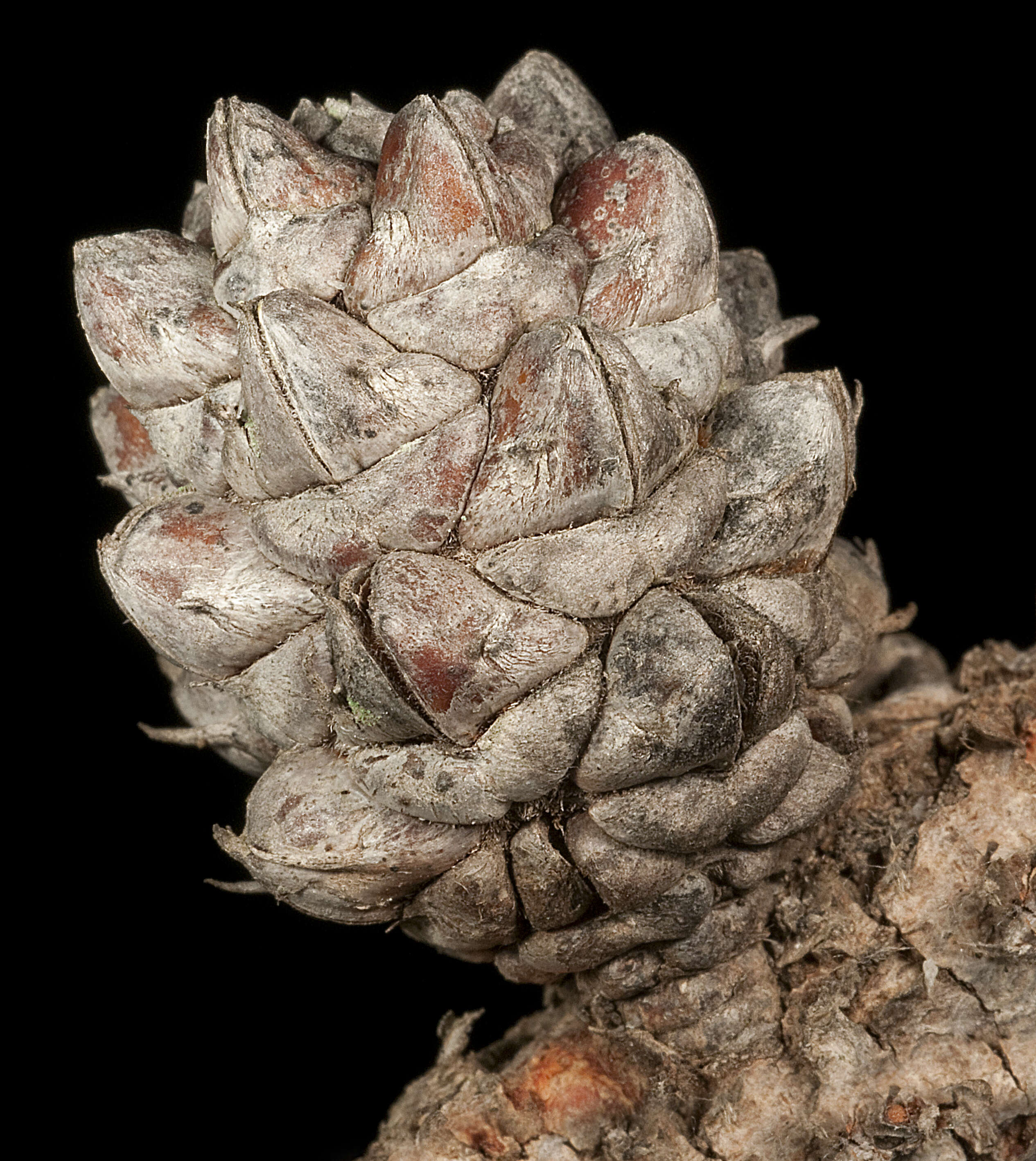 Image of Allocasuarina pinaster (C. A. Gardner) L. A. S. Johnson