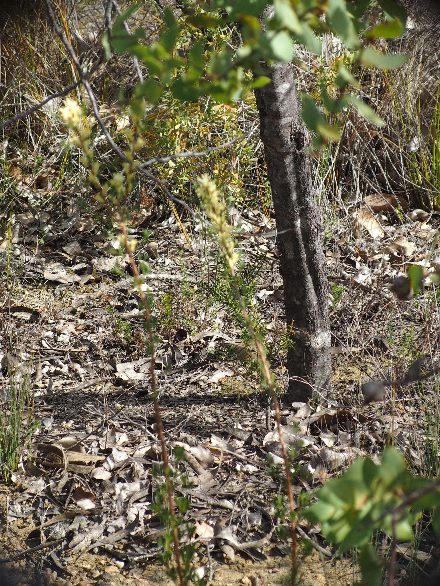 Image of Petrophile squamata R. Br.