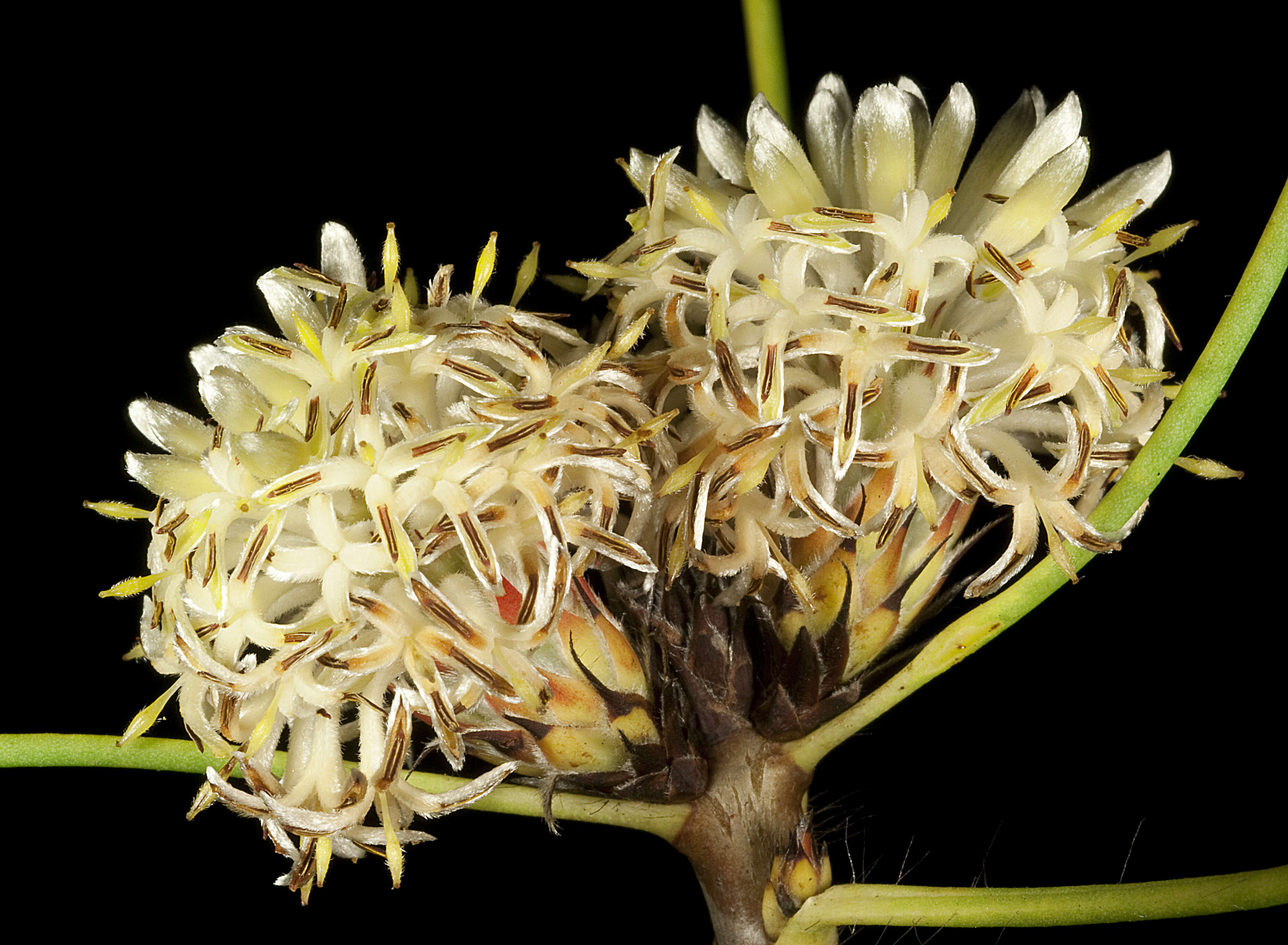 Image of Petrophile glauca D. B. Foreman