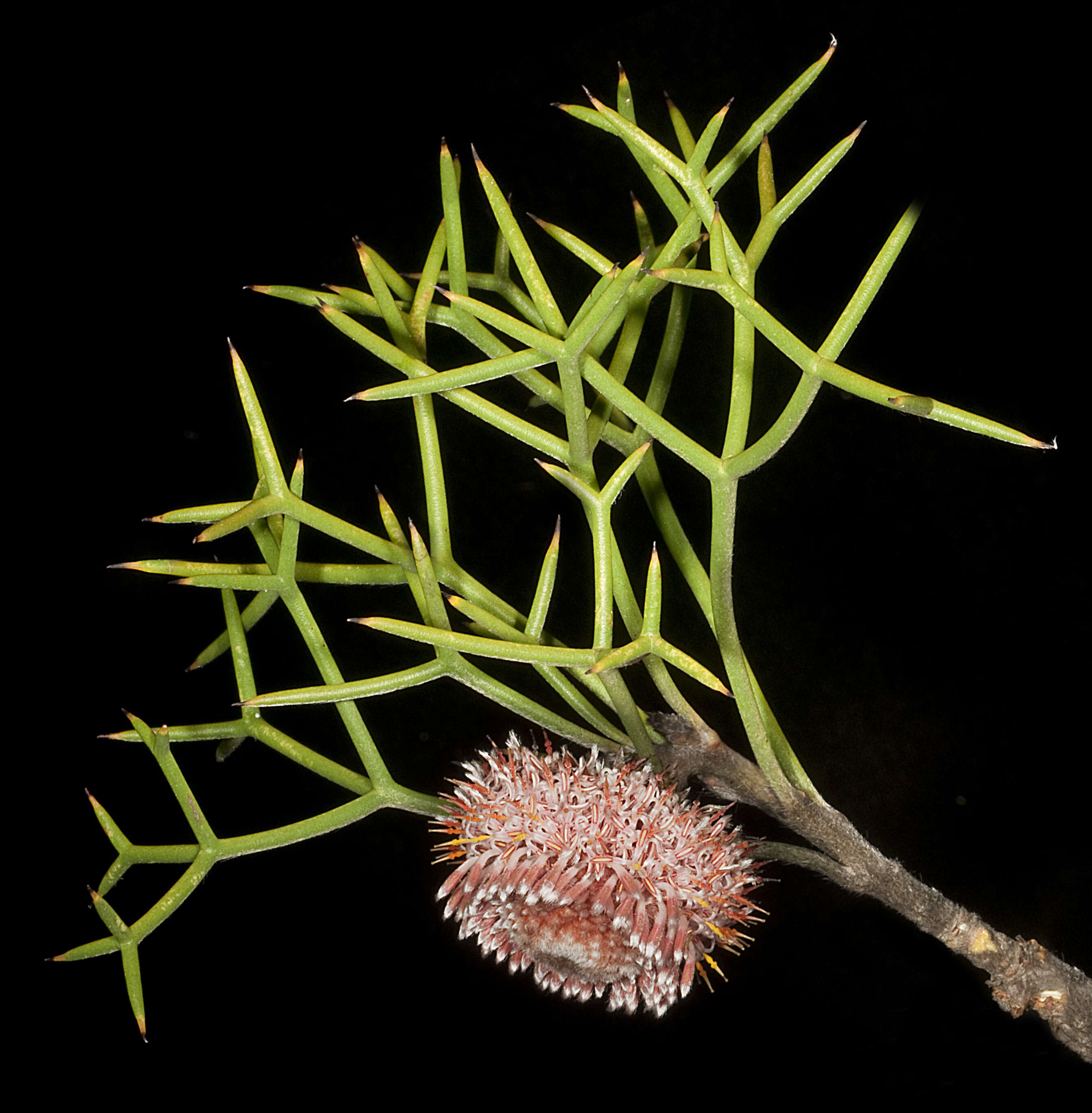 Image of nodding coneflower