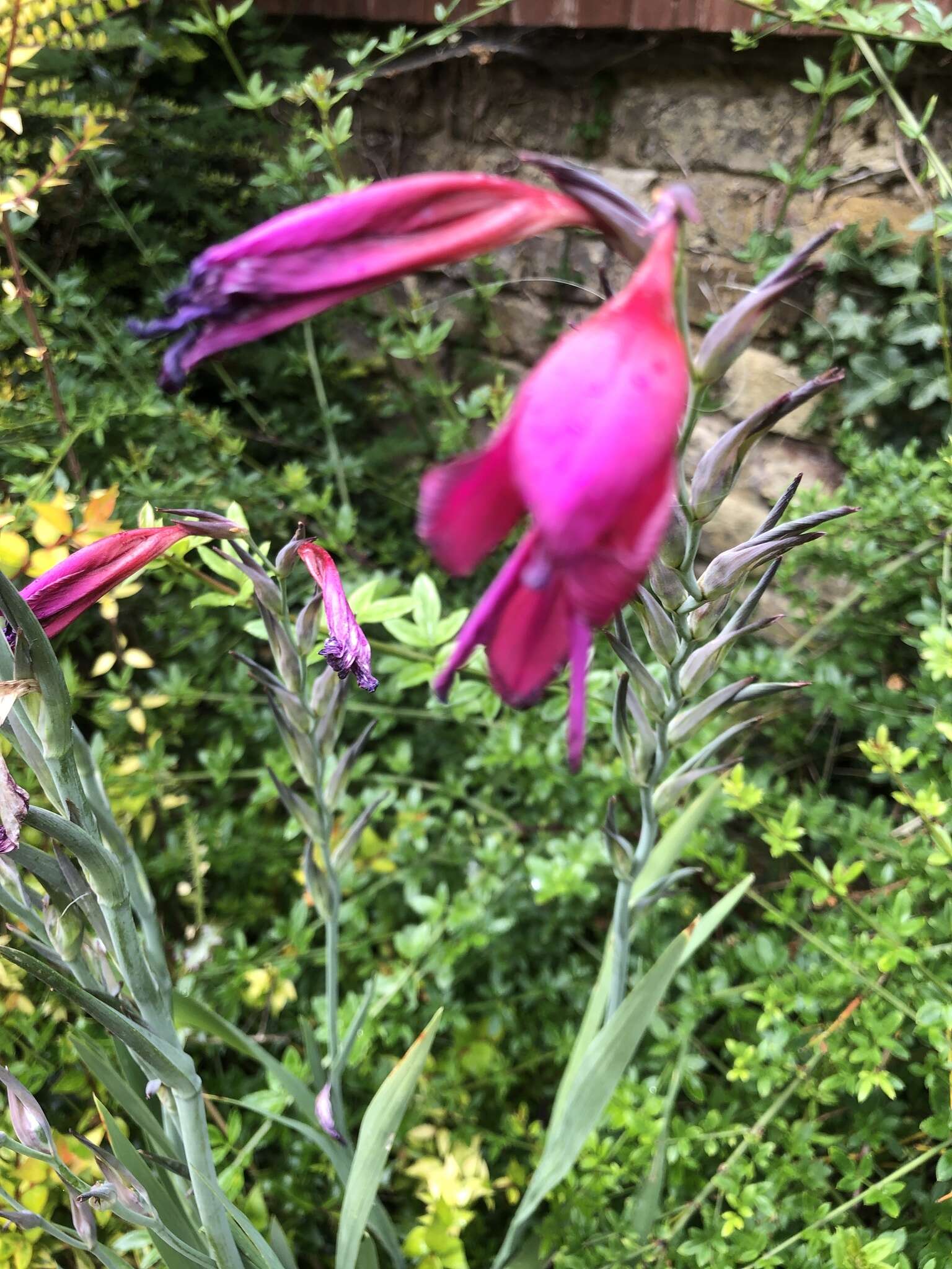 Plancia ëd Gladiolus byzantinus Mill.