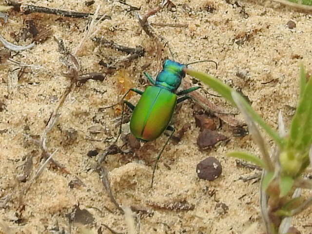 Image of Cicindela (Cicindela) scutellaris flavoviridis Vaurie 1950