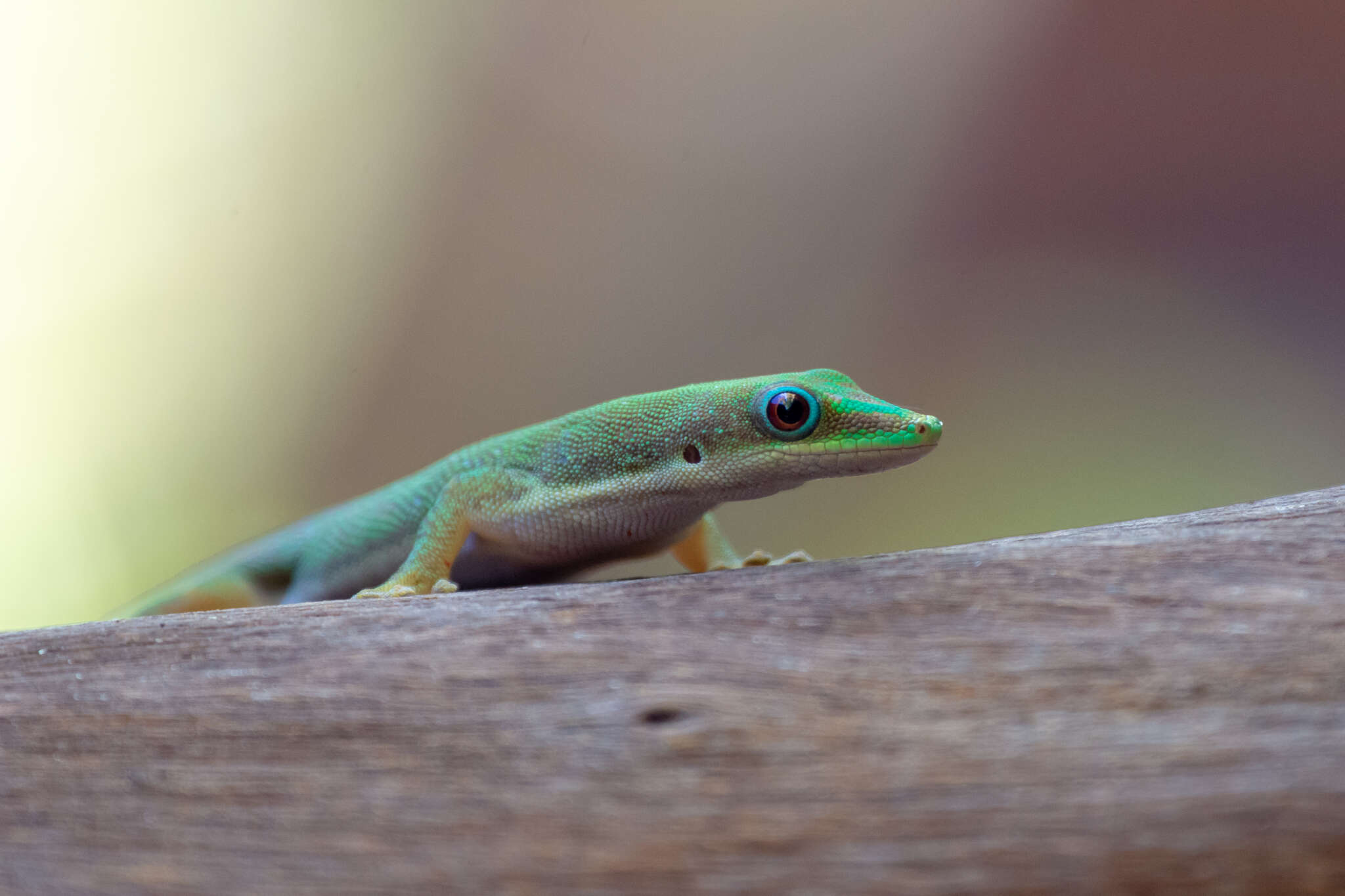 صورة Phelsuma dubia (Boettger 1881)