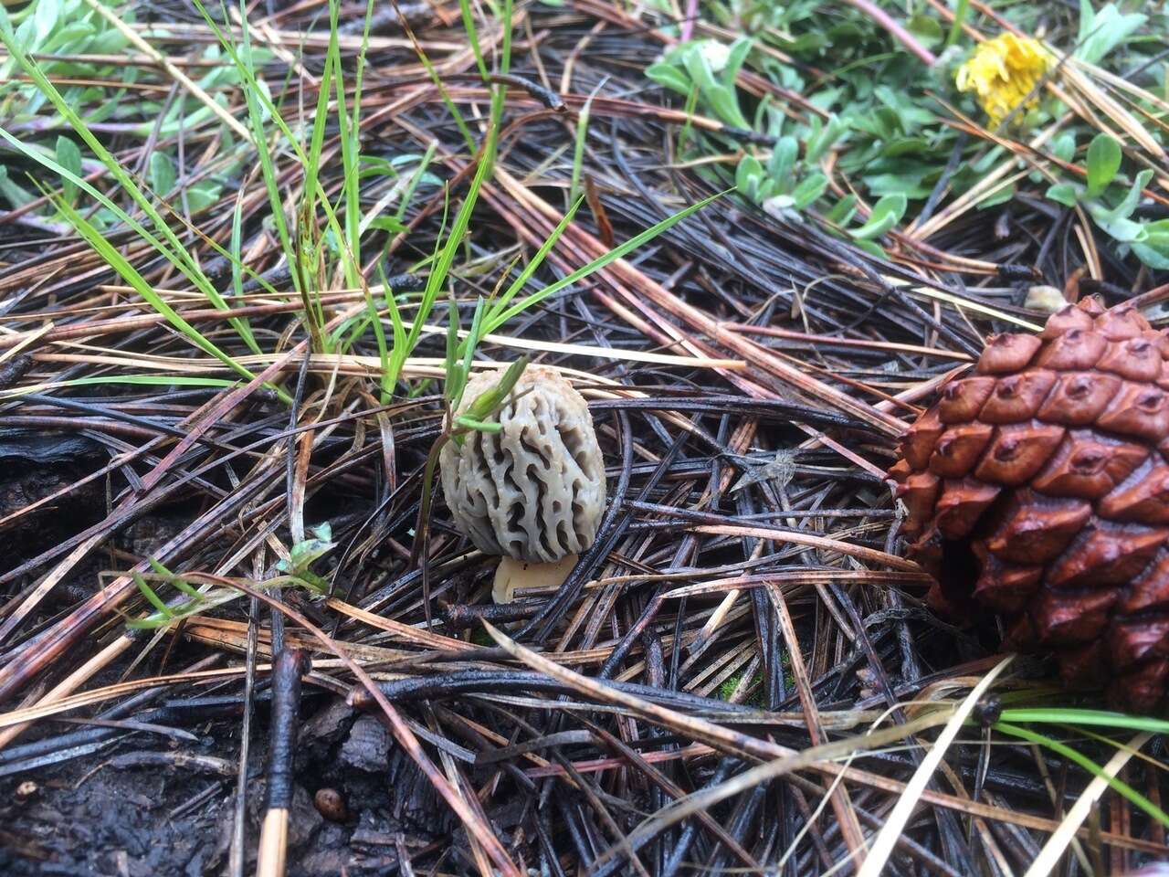 Image of Morchella tridentina Bres. 1898