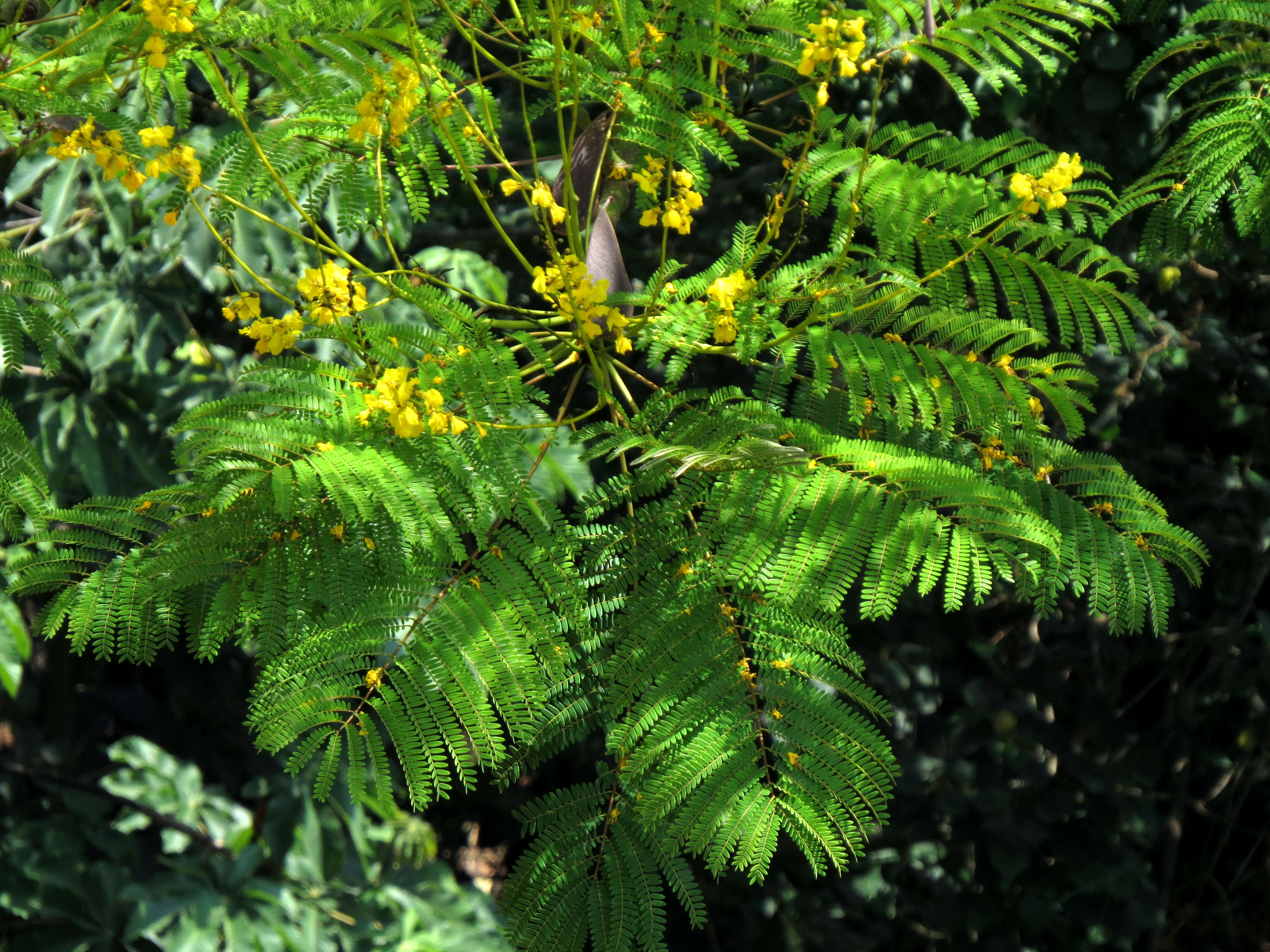 Plancia ëd Schizolobium parahyba (Vell.) S. F. Blake