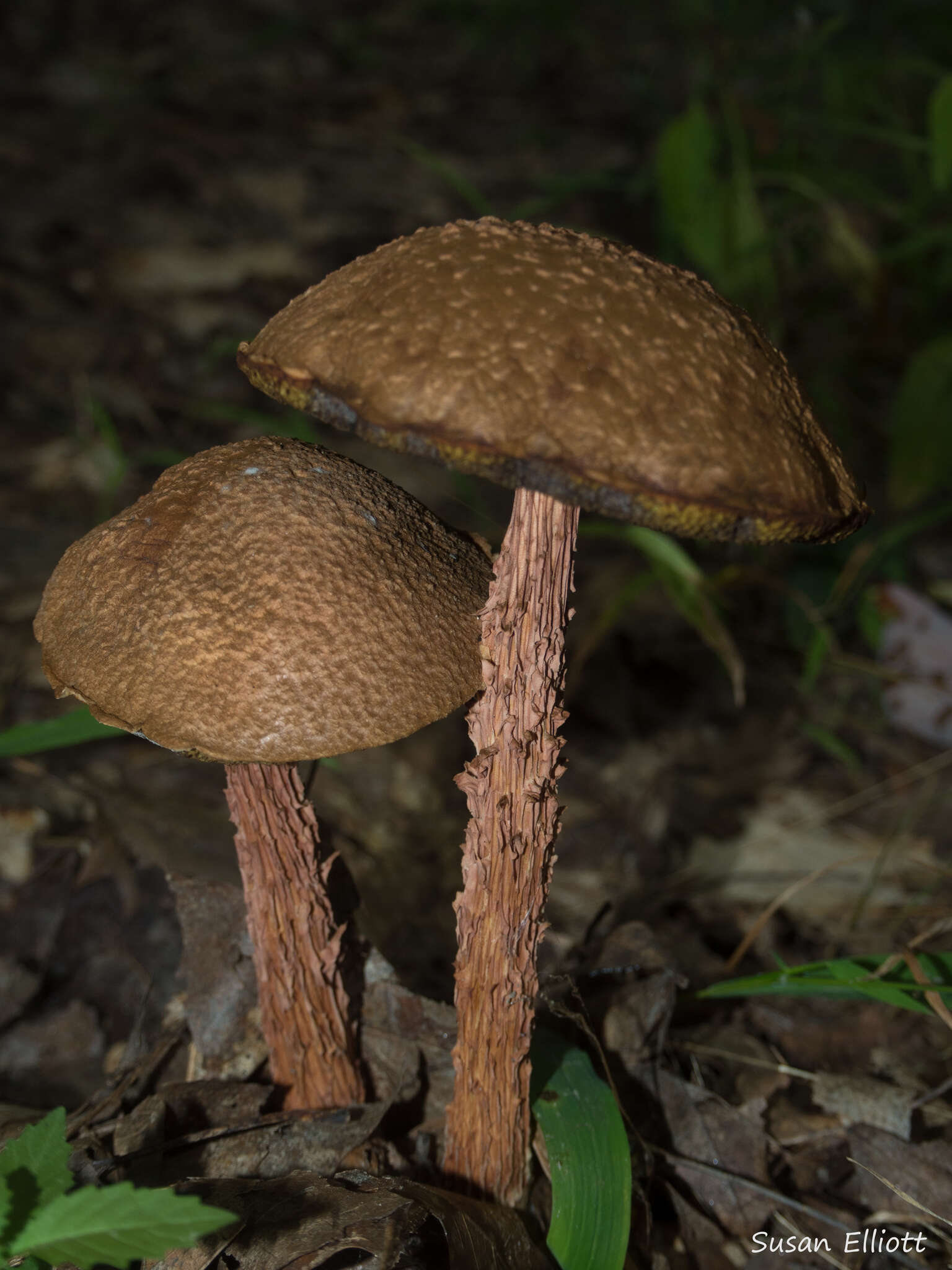 Image of Aureoboletus russellii (Frost) G. Wu & Zhu L. Yang 2016