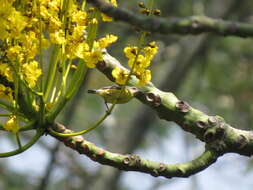 Plancia ëd Schizolobium parahyba (Vell.) S. F. Blake