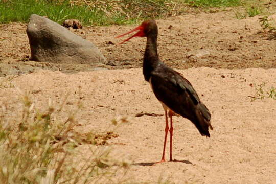 Image of Black Stork