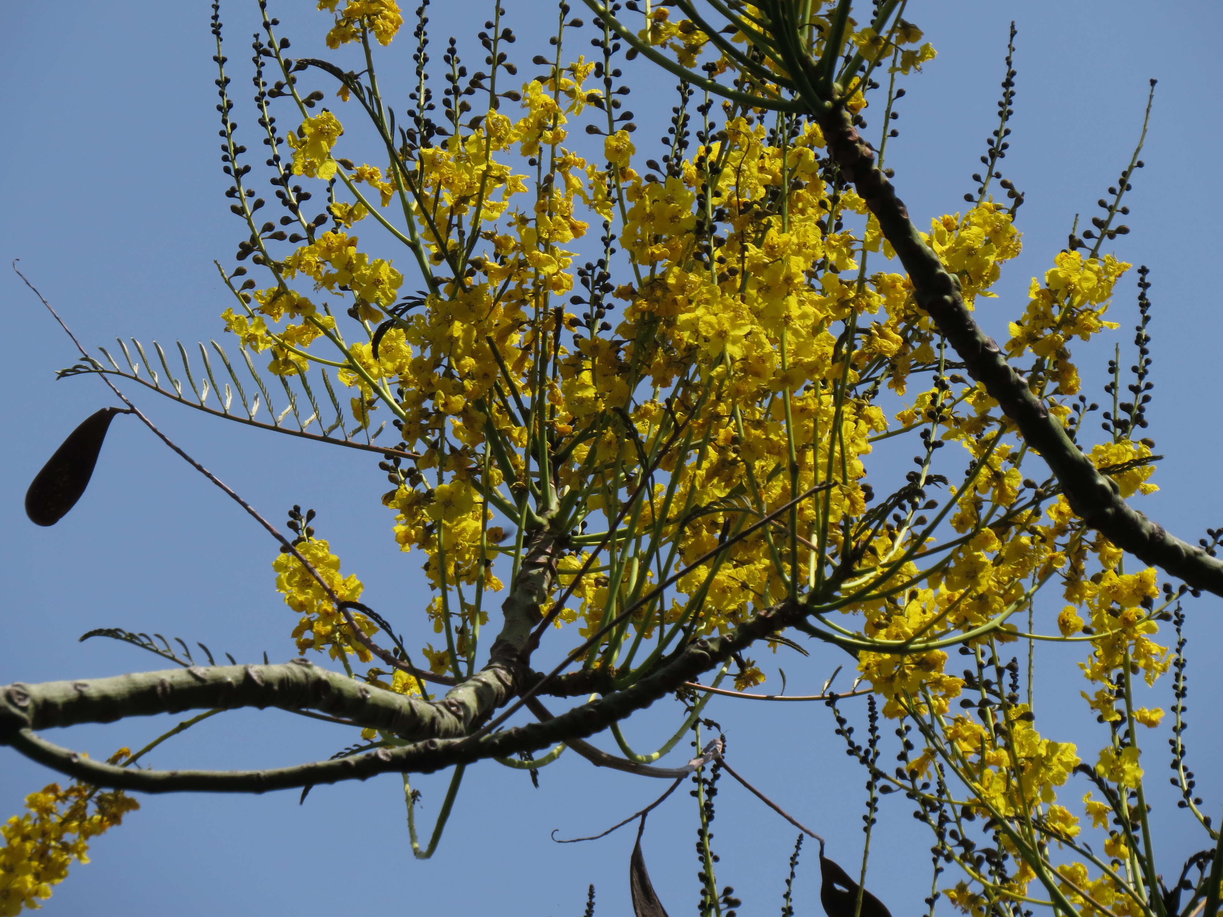 Plancia ëd Schizolobium parahyba (Vell.) S. F. Blake