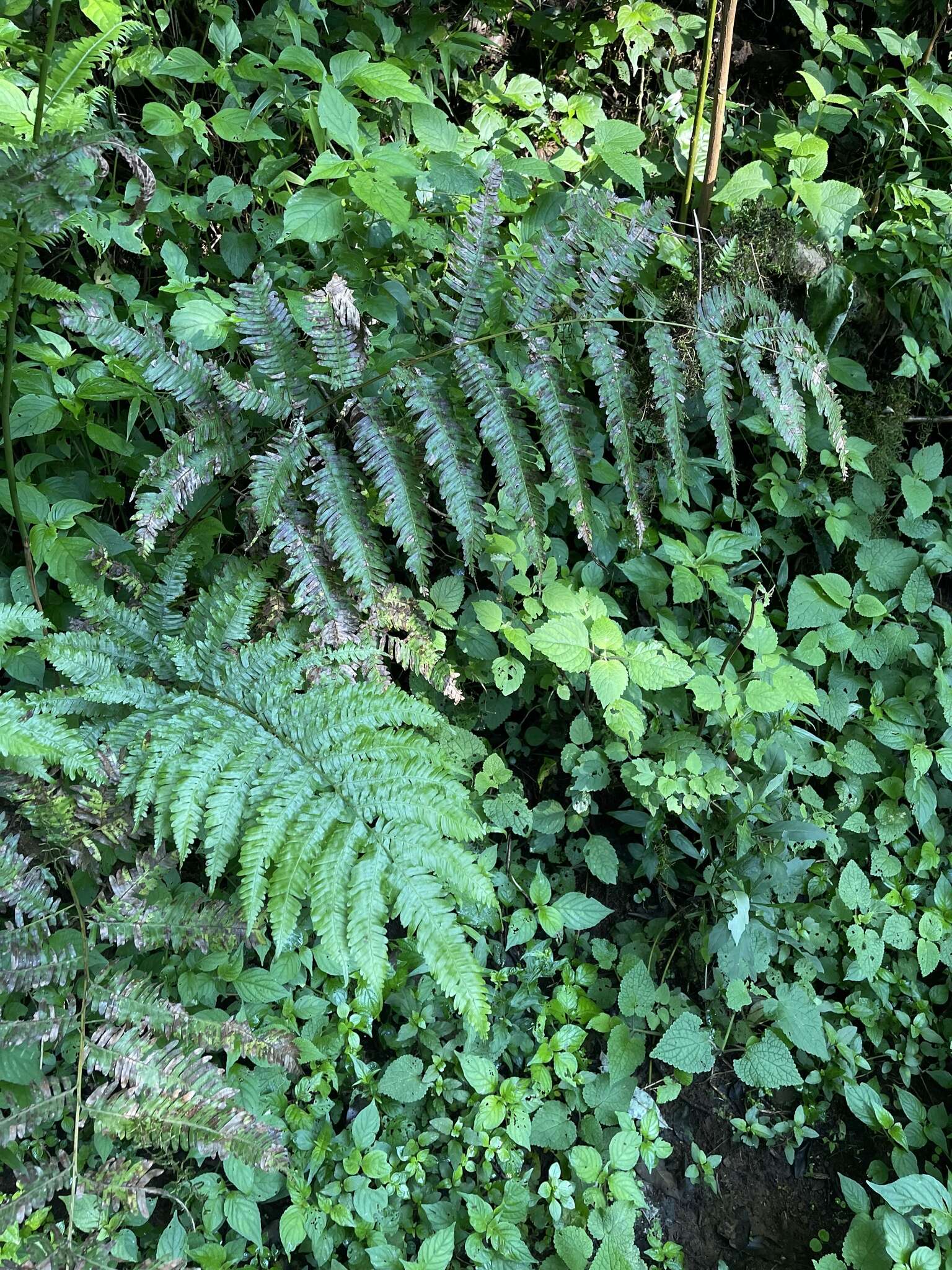 Sivun Pteris catoptera Kunze kuva