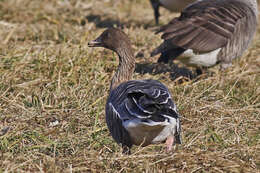 Imagem de Anser brachyrhynchus Baillon 1834