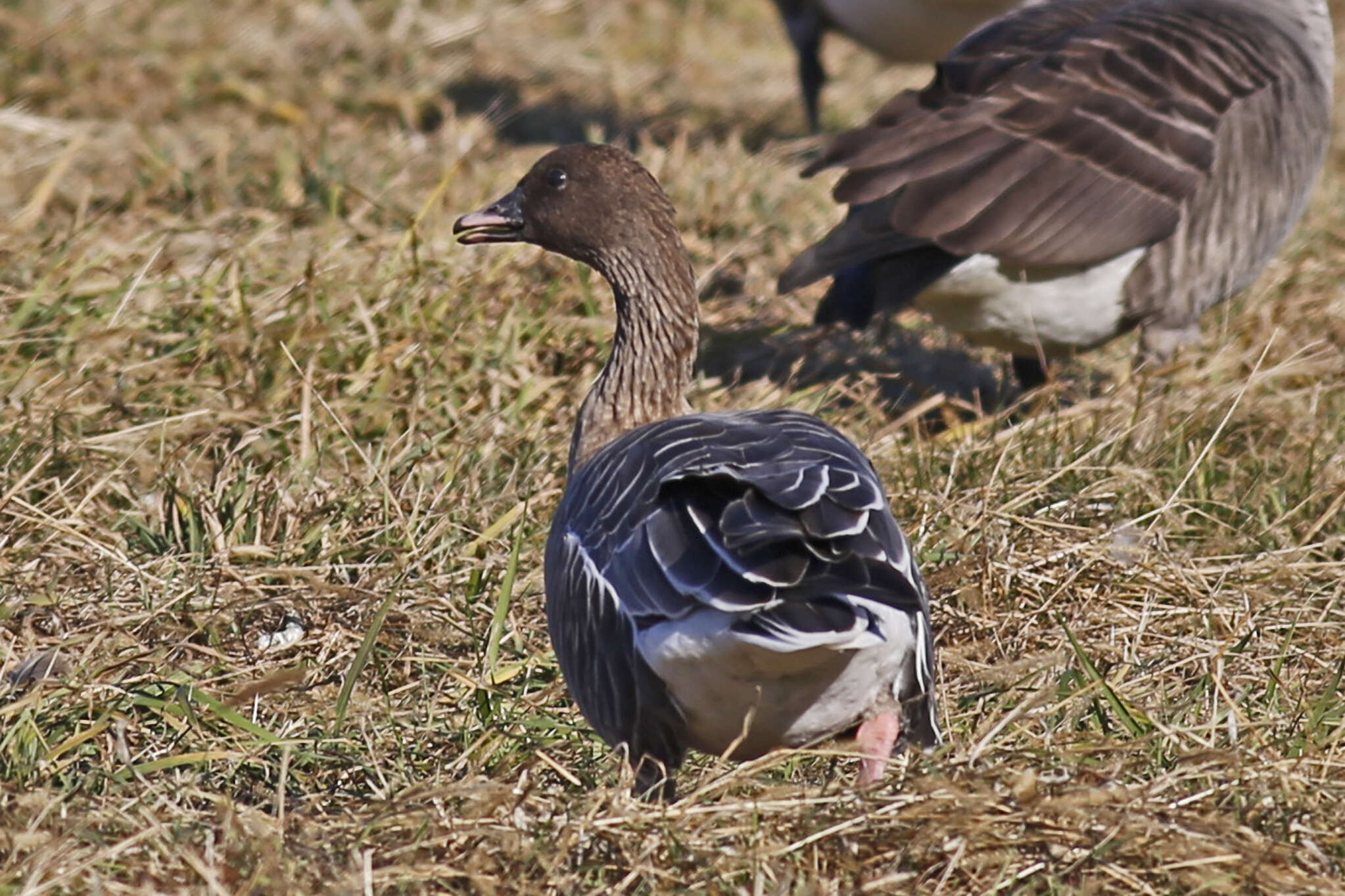 Imagem de Anser brachyrhynchus Baillon 1834