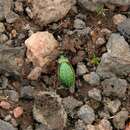 Imagem de Carabus (Diocarabus) truncaticollis Eschscholtz 1833