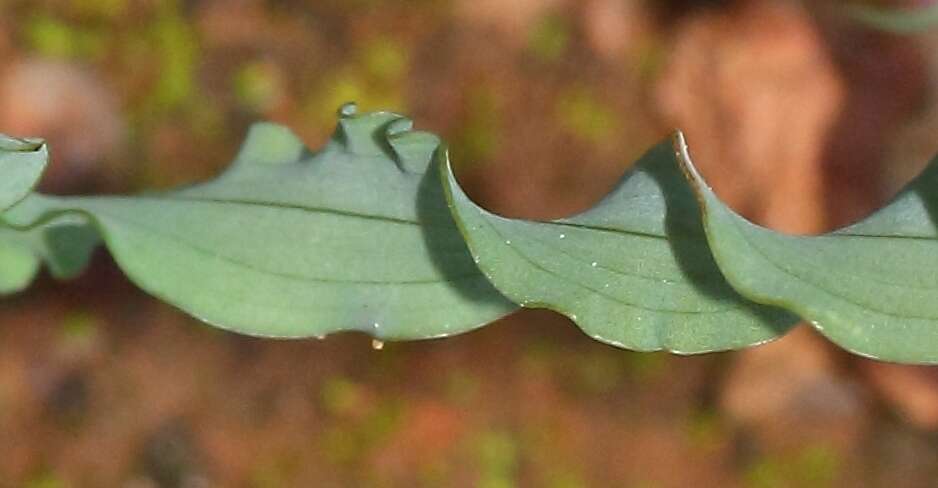 Image of Ixia vanzijliae L. Bolus