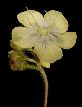 Image of Drosera citrina Lowrie & Carlquist