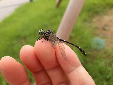 Imagem de Burmagomphus collaris (Needham 1929)