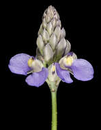 Image of Blue-spike Milkwort