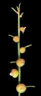 Image of Gyrostemon subnudus (Nees) Baill.