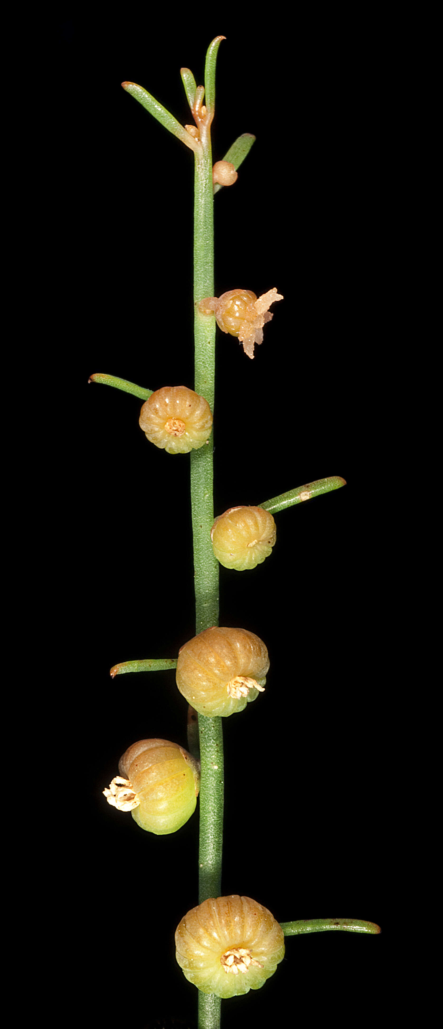 Image of Gyrostemon subnudus (Nees) Baill.