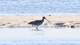 Image of Eastern Curlew