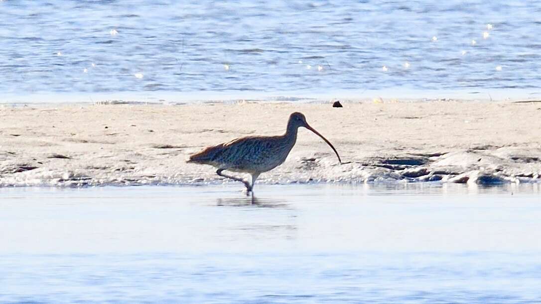 Image of Eastern Curlew