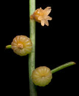 Image of Gyrostemon subnudus (Nees) Baill.