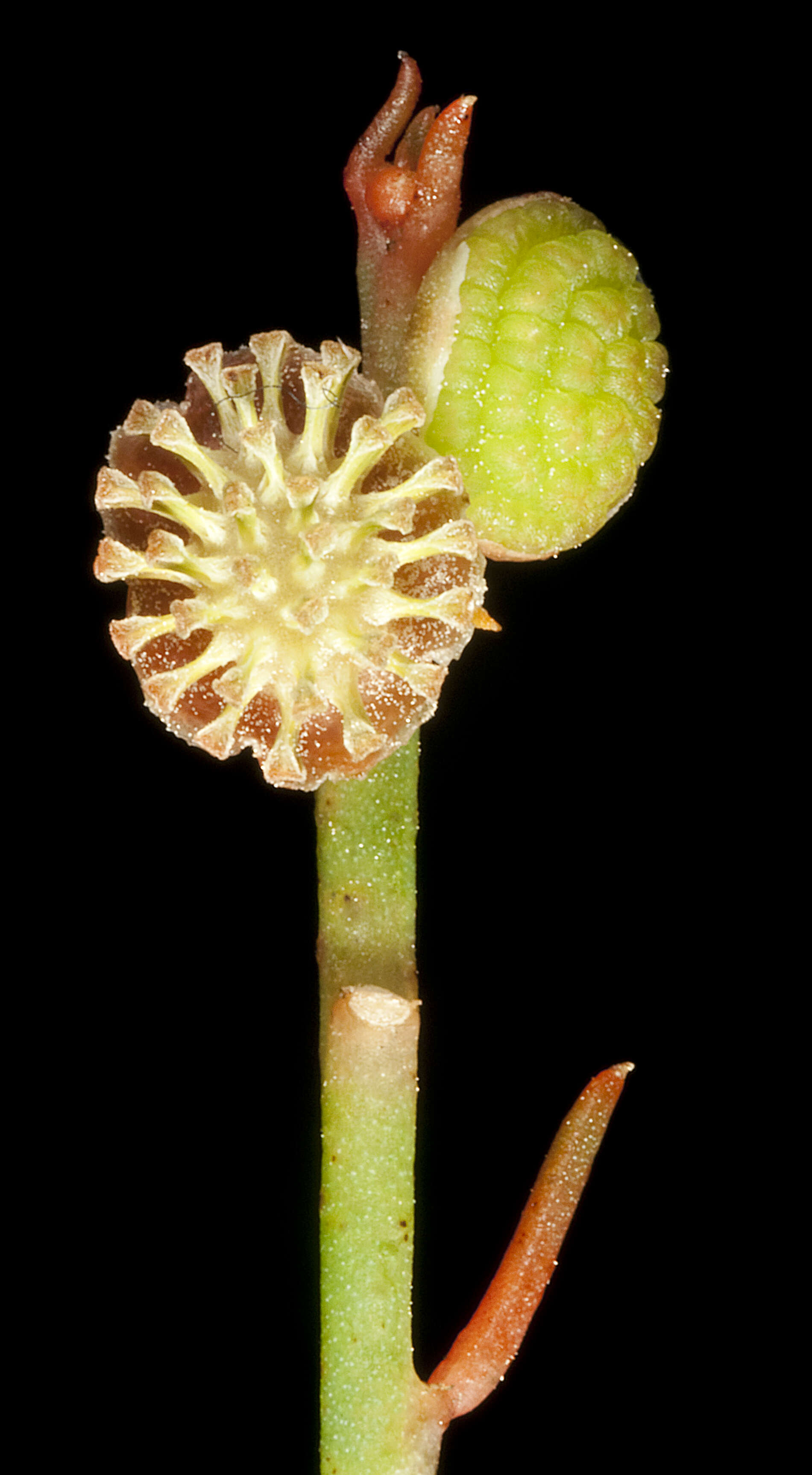 Image of Gyrostemon subnudus (Nees) Baill.