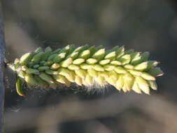 Image of purple willow