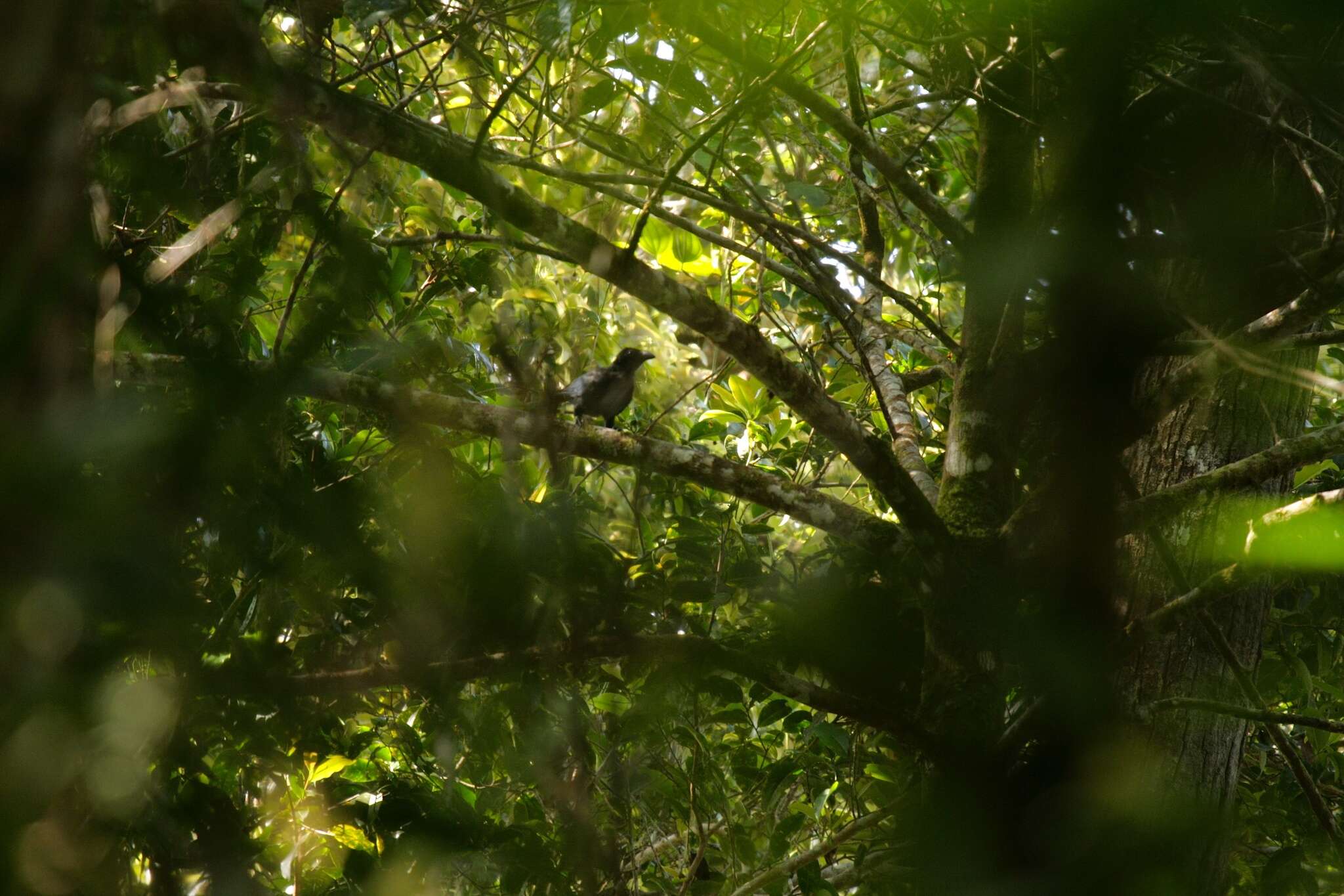 Image of Banggai Crow