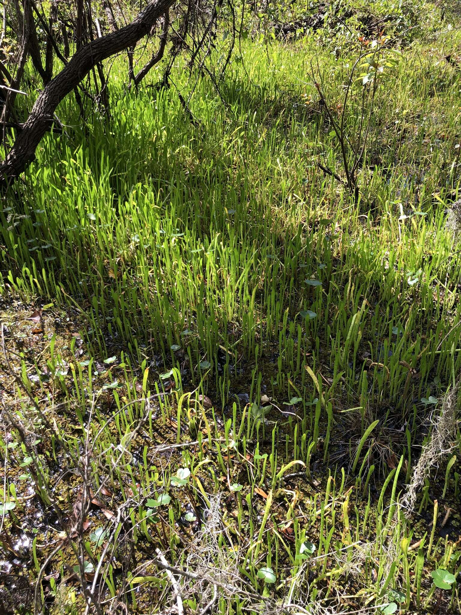 Image of Carolina Grasswort