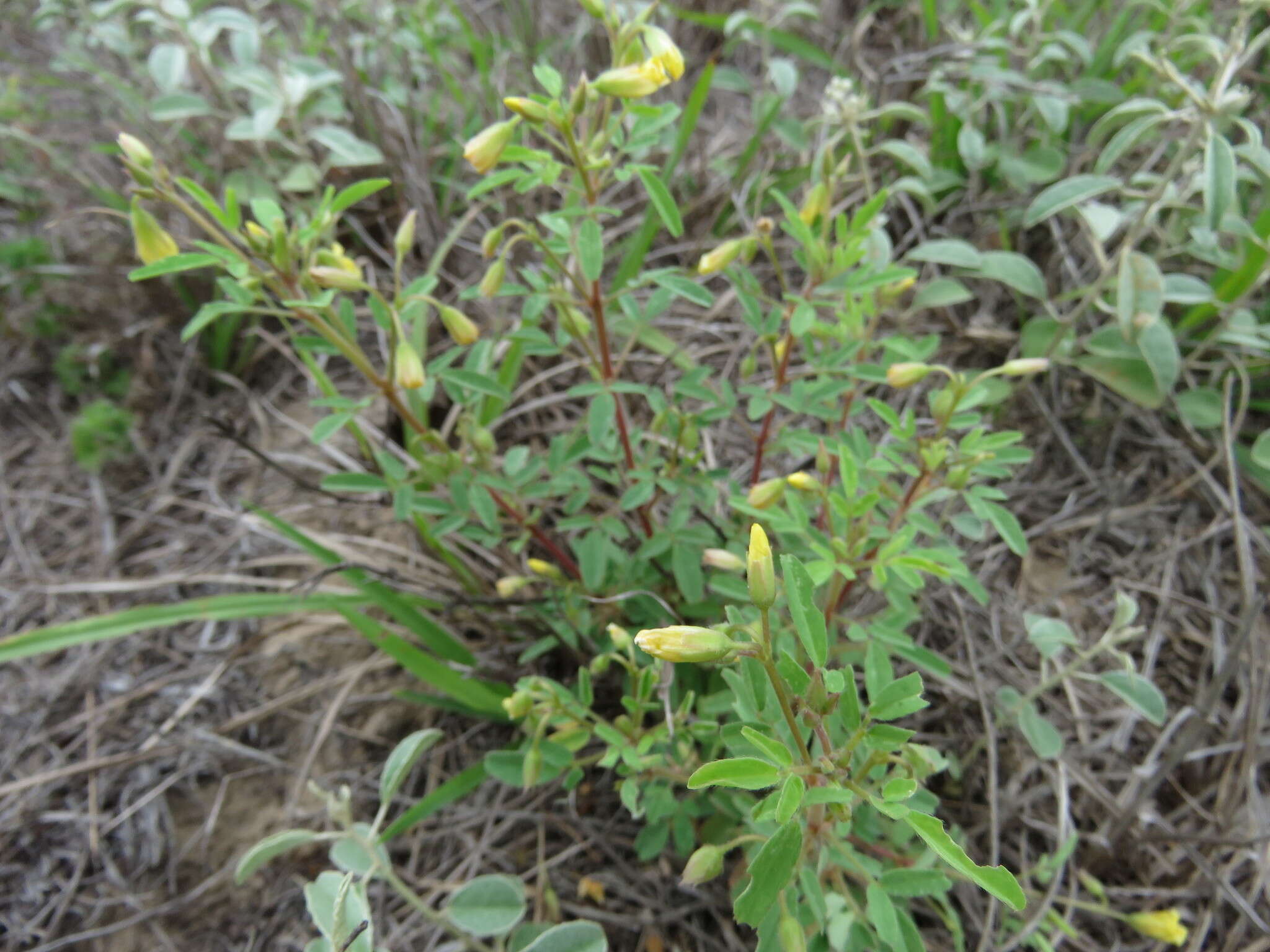 Image of shrubby woodsorrel