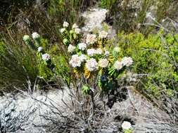 صورة Kogelbergia verticillata (Eckl. & Zeyh.) J. P Rourke