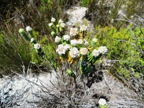 Image of Kogelbergia verticillata (Eckl. & Zeyh.) J. P Rourke