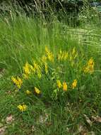 Imagem de Genista tinctoria subsp. tinctoria