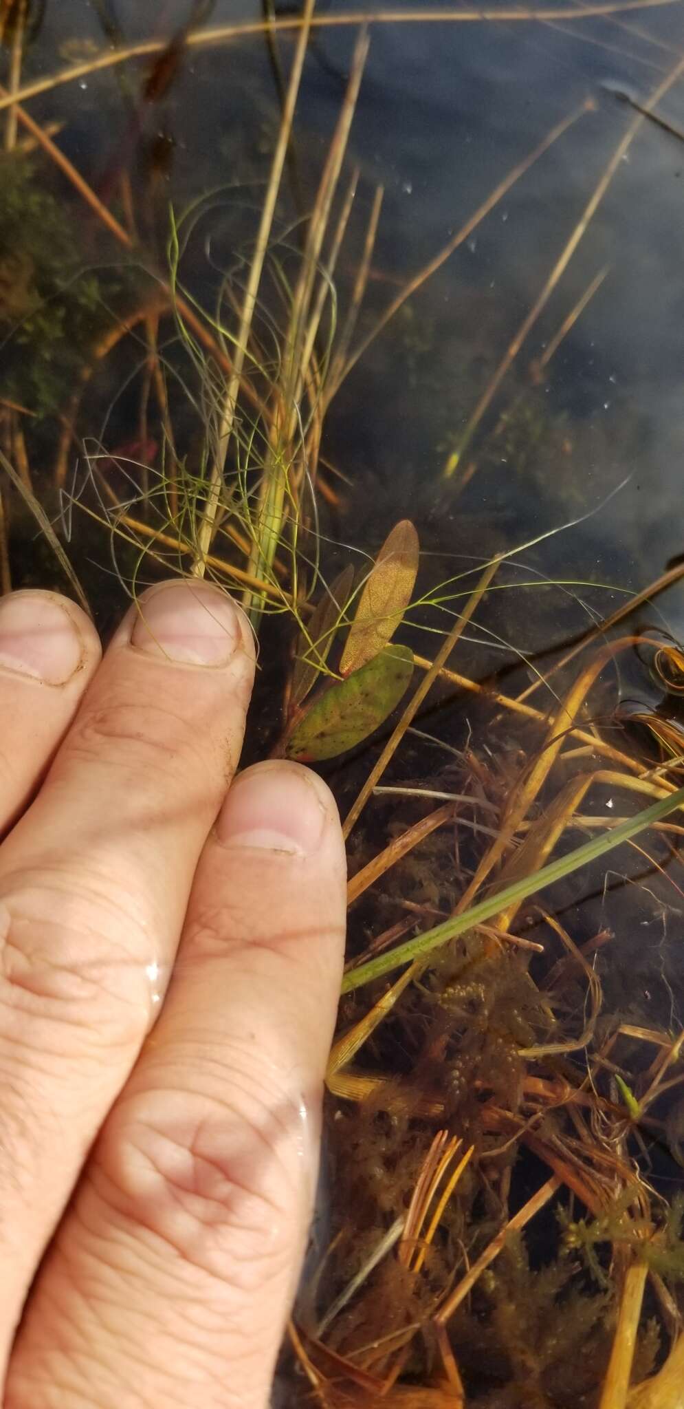 Sivun Potamogeton confervoides Rchb. kuva