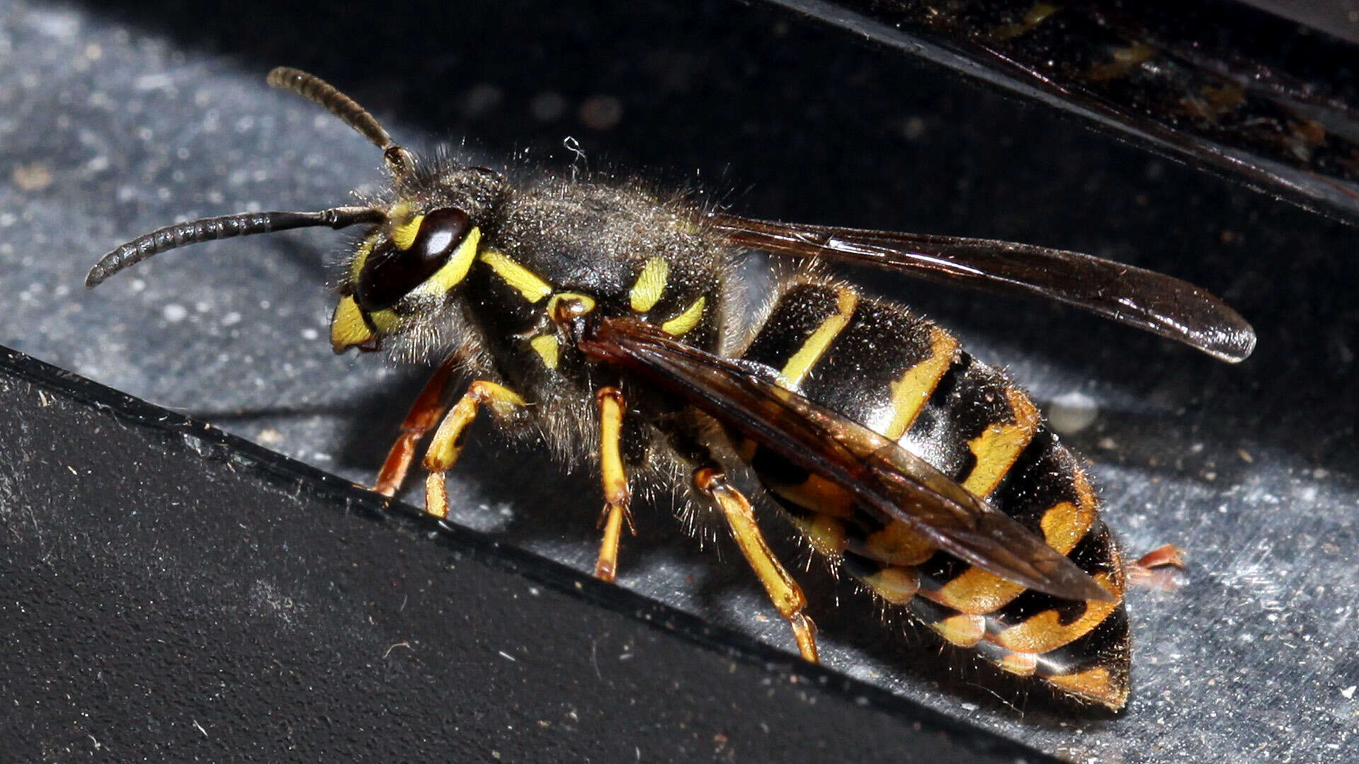 Image de Vespula alascensis Packard 1870