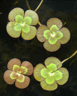 Image of water-clover family