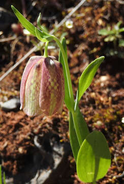 Fritillaria graeca subsp. thessala (Boiss.) Rix resmi