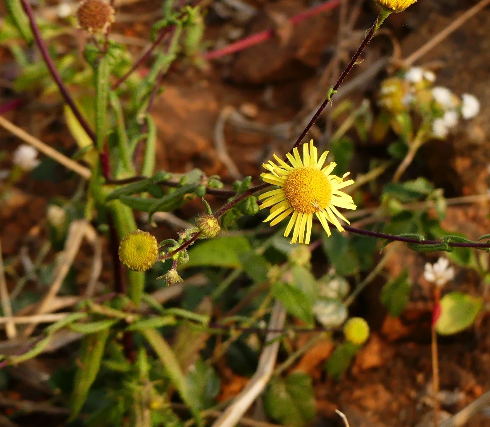 Image de Vicoa indica (L.) DC.