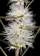 صورة Melaleuca teretifolia Endl.