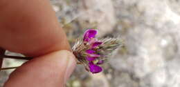 Image de Dalea sericea Lag.