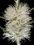 صورة Melaleuca teretifolia Endl.