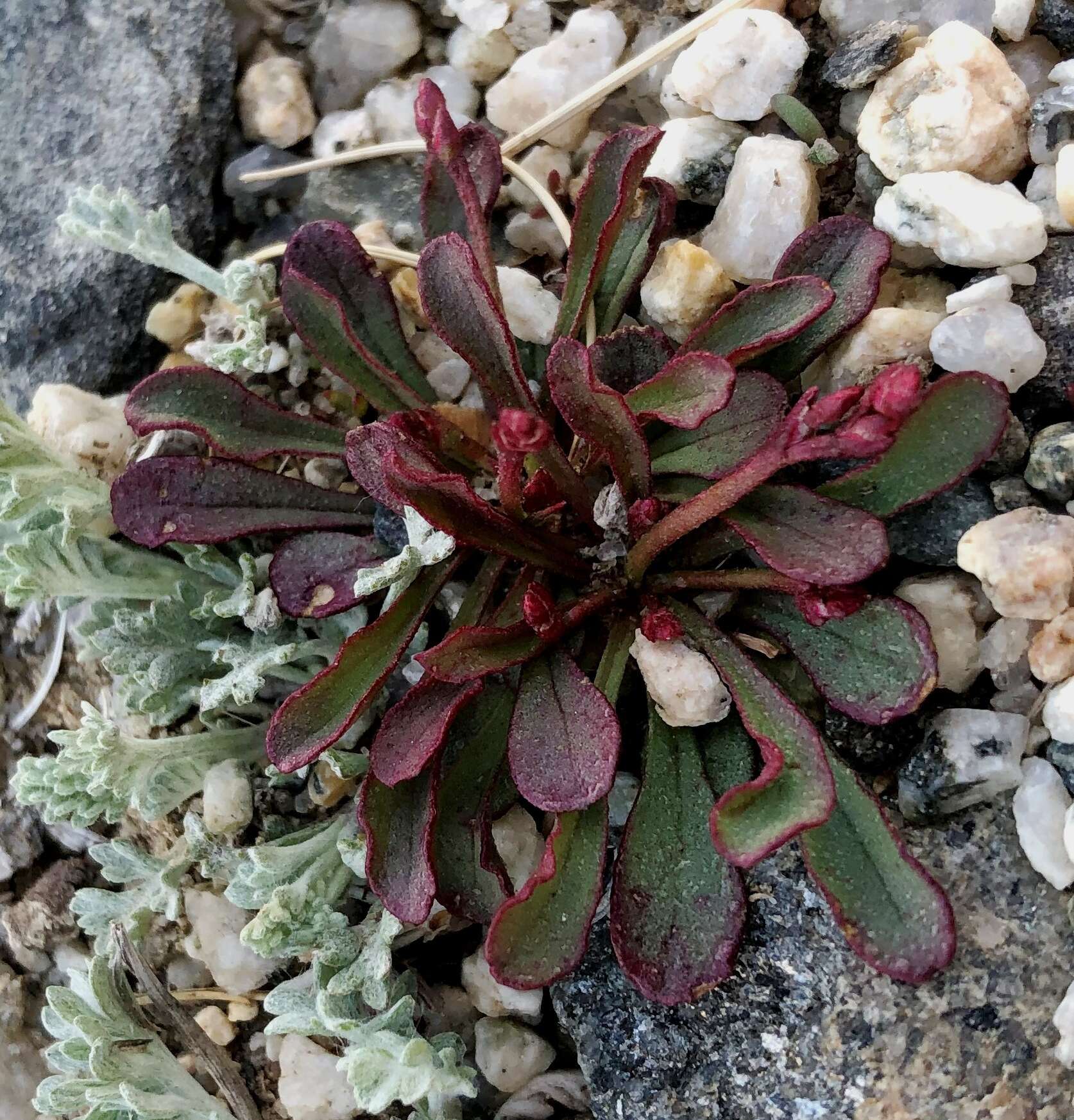 Image de Limonium congestum (Ledeb.) Kuntze