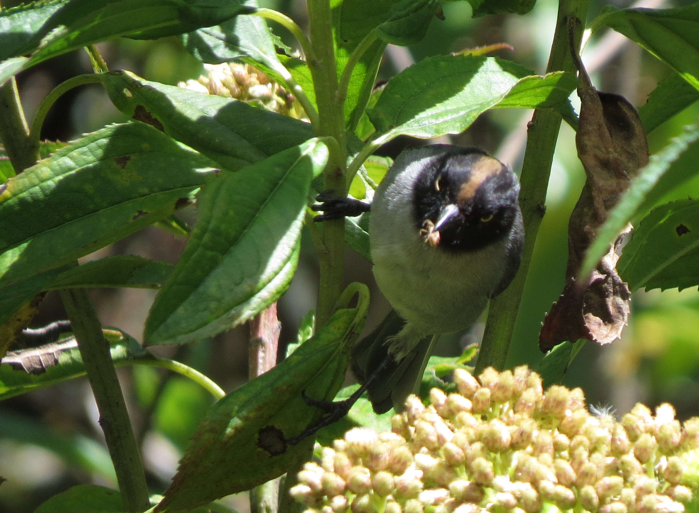 Image of Black-headed Hemispingus