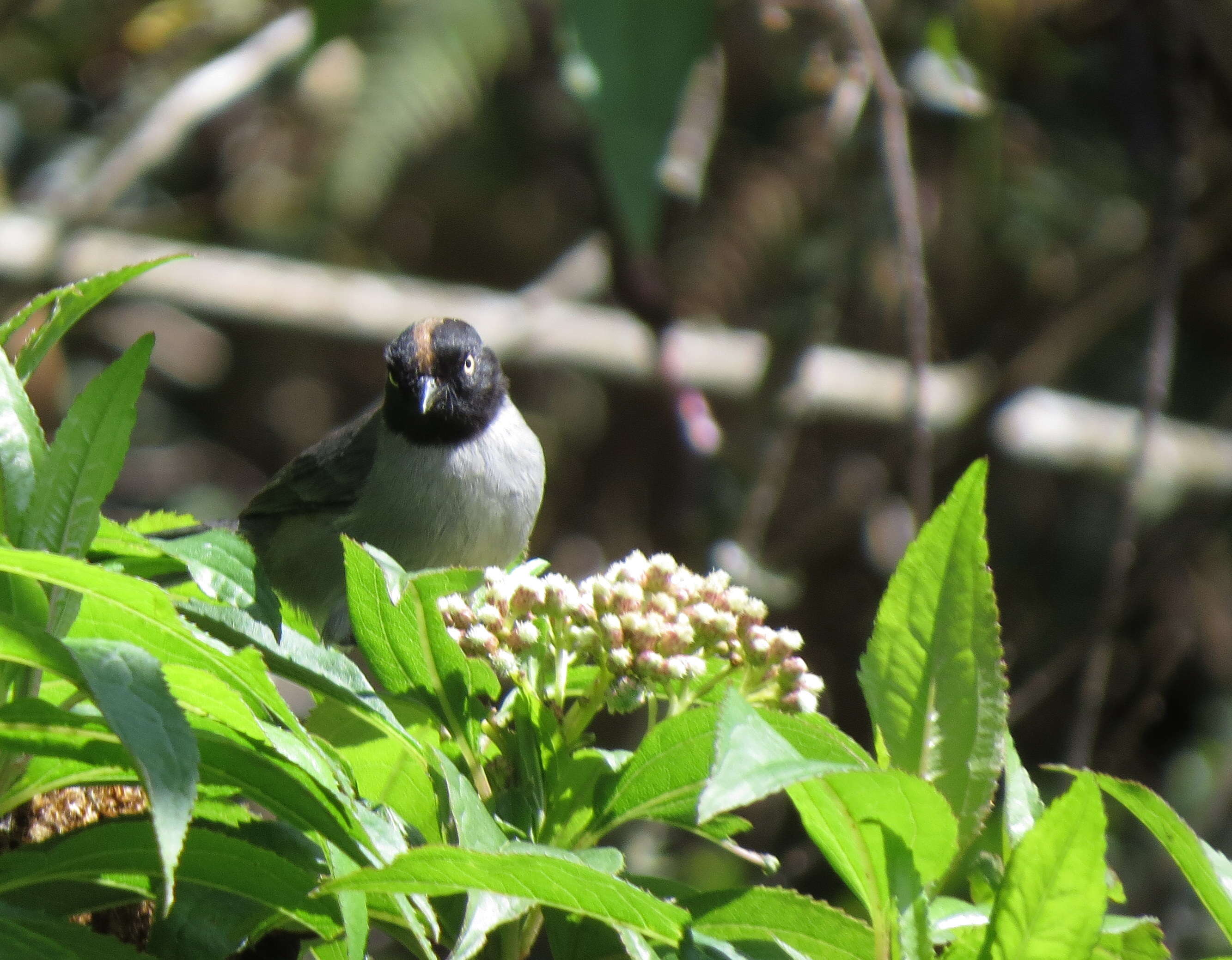 صورة Pseudospingus verticalis (Lafresnaye 1840)