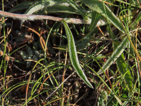 Image of Pentanema montanum (L.) D. Gut. Larr., Santos-Vicente, Anderb., E. Rico & M. M. Mart. Ort.