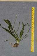 Image of Drifting Sword Plant