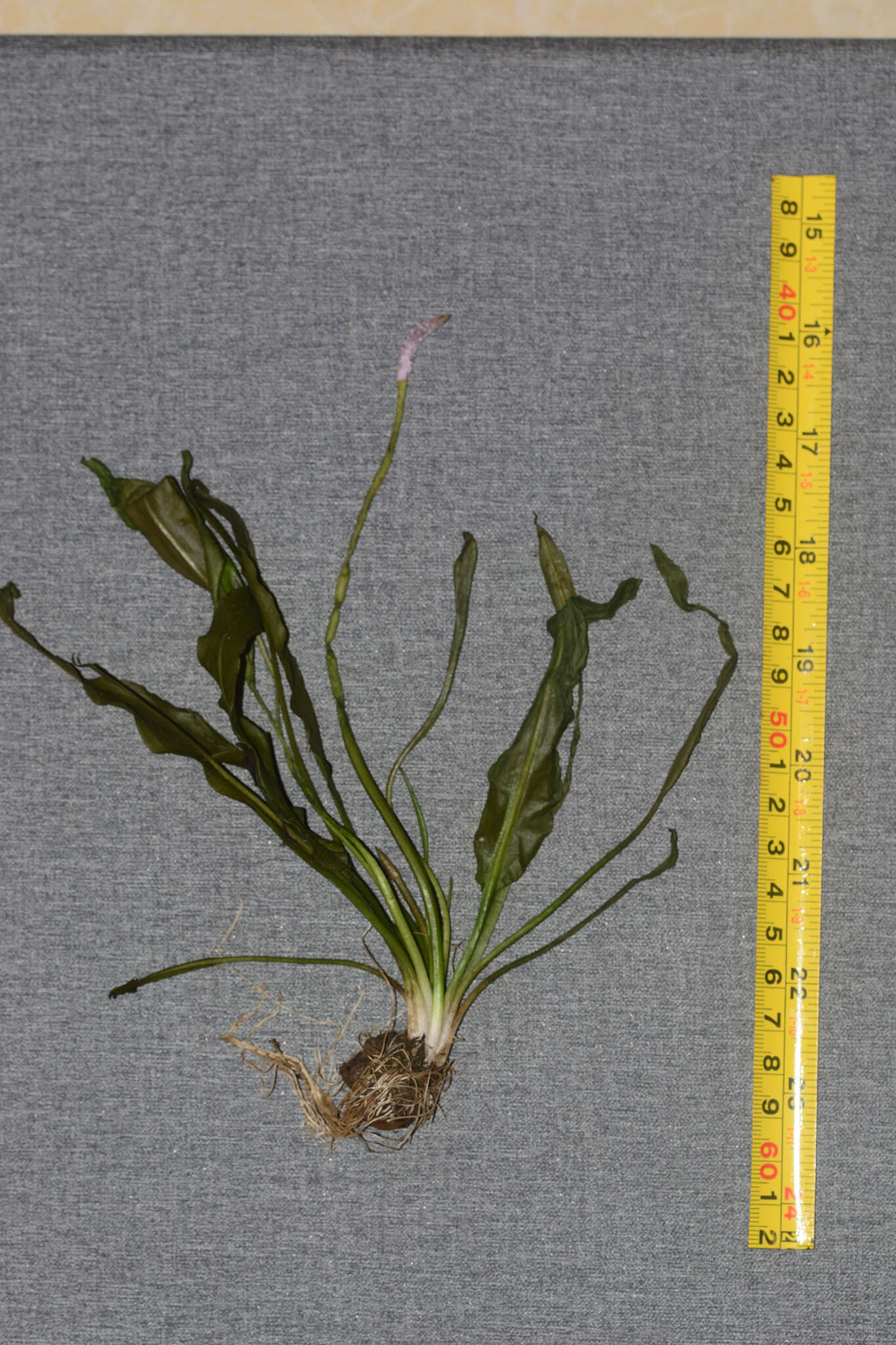 Image of Drifting Sword Plant